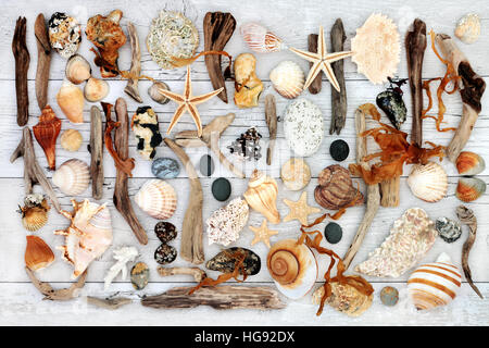 Abstract seaside collage con driftwood, conchiglie, rocce e alghe marine in distressed bianco sullo sfondo di legno. Foto Stock