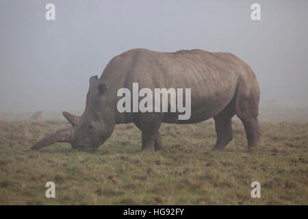Un unico rinoceronte bianco in un prato di nebbia Foto Stock