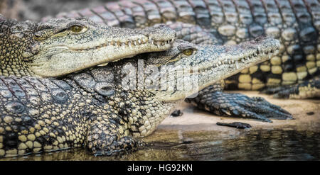 Close-Up di coccodrilli del Nilo Foto Stock