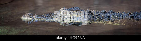 Close-Up di coccodrillo Foto Stock