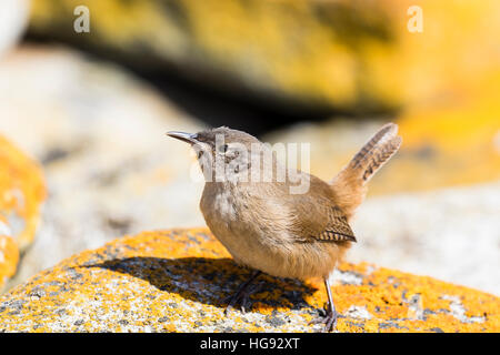 Cobb di wren sull isola di carcassa nelle Falkland Foto Stock