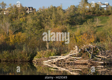 Airone blu (Ardea erodiade) arroccato su beaver lodge in città stagno Foto Stock