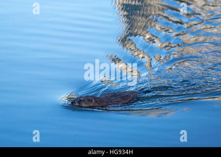 Muskrat (Ondetra zibethicus) nuoto in stagno Foto Stock