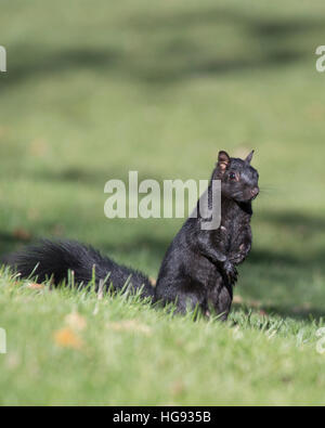 Scoiattolo grigio orientale (Sciurus carolinensis) su erba verde Foto Stock