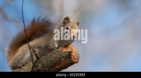 Endearing, primavera scoiattolo rosso ravvicinato e guardando la telecamera, seduti su un ramo rotto il moncone su un albero di pino. Foto Stock