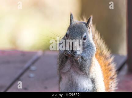 Endearing, primavera scoiattolo rosso close up, seduti su un deck, mangiare semi e alimentazione. Foto Stock