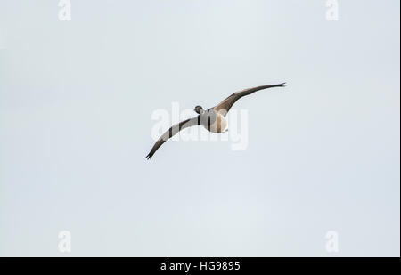 Brent goose (Branta bernicla) in volo Foto Stock