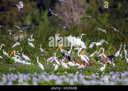 Airone bianco maggiore, garzetta, dipinto di Stork , black intitolata ibis in Arugam Bay Lagoon, Sri Lanka Foto Stock