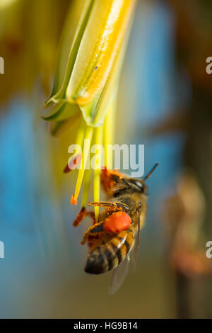 African miele api per raccogliere il polline dei fiori aloe Foto Stock