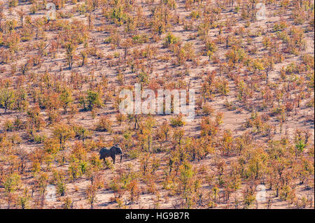 Elefante nella fitta macchia mopane alberi bosco sopra Foto Stock