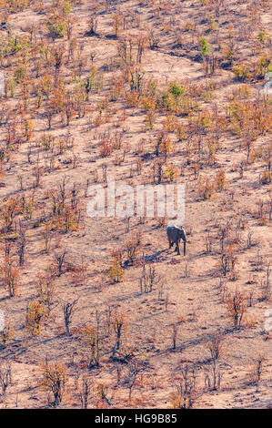 Elefante nella fitta macchia mopane alberi bosco sopra Foto Stock