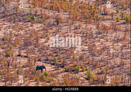 Elefante nella fitta macchia mopane alberi bosco sopra Foto Stock