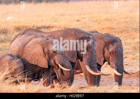 Tre grandi bull elefanti bere acqua cola Foto Stock