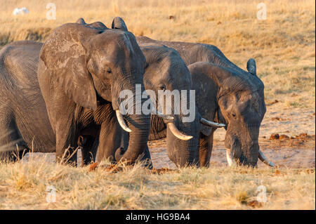 Tre grandi bull elefanti bere acqua cola Foto Stock