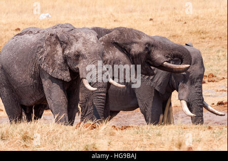 Tre grandi bull elefanti bere acqua cola Foto Stock