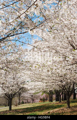 La fioritura degli alberi Foto Stock