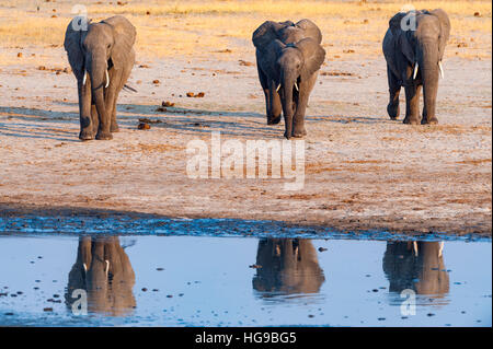 Grande mandria dell' elefante africano eseguire waterhole Hwange Foto Stock