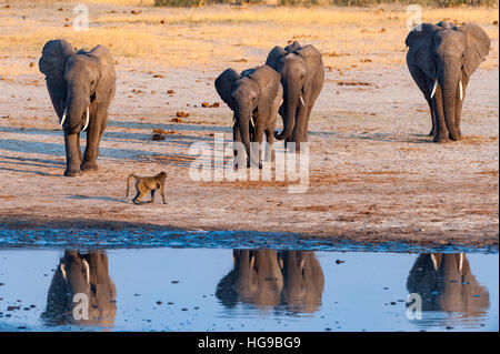 Grande mandria dell' elefante africano eseguire waterhole Hwange Foto Stock