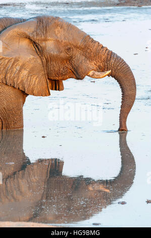 Grande elefante bere acqua nel foro della coppa di nuoto Foto Stock