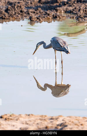 Airone cenerino uccello pool di pesca waterhole stand verde Foto Stock