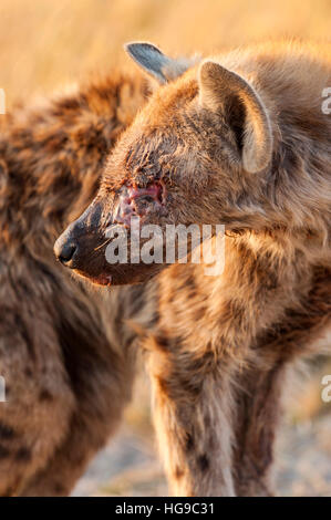 Giovani Spotted Hyaena vicino faccia cicatrice ferite lotta Foto Stock