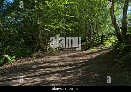 Sentiero del bosco con porte in legno a Hindhead Commons, Surrey Foto Stock