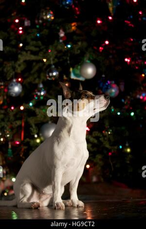 Piccolo cane si siede di fronte a albero di Natale. Foto Stock