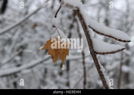 Neve sul congedo di acero Foto Stock