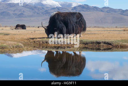 Yak nero nel lago di montagna Foto Stock