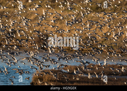 Un misto di gregge di nodo principalmente Dunlin con alcuni inanellato Plovers e grigio Plovers battenti Foto Stock