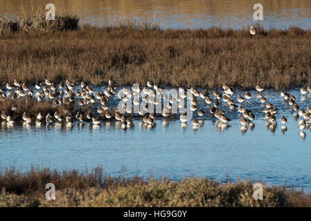 Un misto di gregge di nodo principalmente , Dunlin con alcuni inanellato Plovers e Plovers grigio Foto Stock