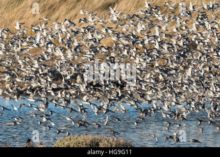 Un misto di gregge di nodo principalmente Dunlin con alcuni inanellato Plovers e grigio Plovers battenti Foto Stock