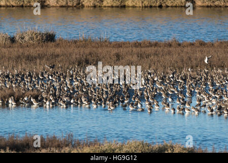 Un misto di gregge di nodo principalmente , Dunlin con alcuni inanellato Plovers e Plovers grigio Foto Stock