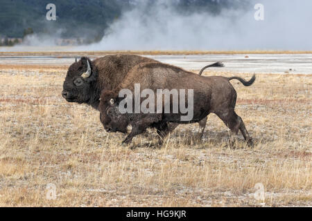 Bisonti americani - corteggiamento chase Foto Stock