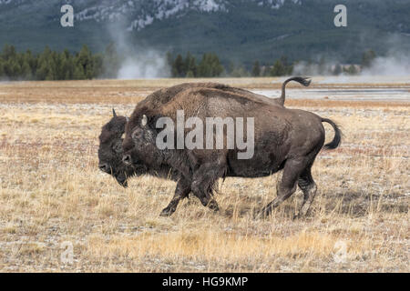 Bisonti americani - corteggiamento chase Foto Stock