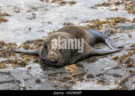 Southern Sea Lion bull appoggiata Foto Stock
