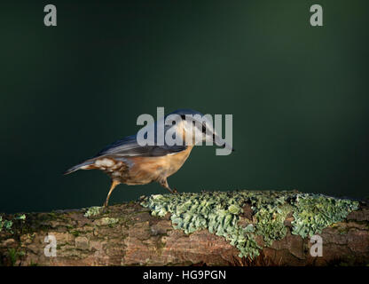 Picchio muratore, sitta europaea, sul log in boschi, Wareham Dorset, England, Regno Unito Foto Stock