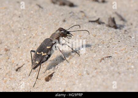 Heath / Legno tiger beetle (Cicindela sylvatica), sulle dune marittime, Studland heath, Dorset, Regno Unito, Luglio. Foto Stock