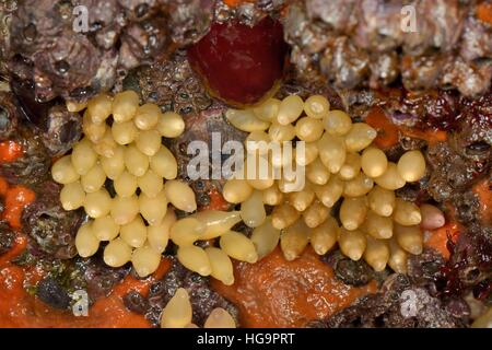 Cane Buccino (Nucella lapilli) capsule di uovo, mollica di pane spugna (Hymeniacidon perlevis) e Beadlet (anemone Actinia equina) . Foto Stock