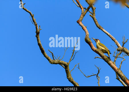 Eurasian picchio verde (Picus viridis) appollaiato sul ramo. Bassa Slesia. La Polonia. Foto Stock