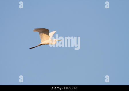 Airone bianco maggiore (Ardea alba) in volo. Milicz stagni Riserva Naturale. Bassa Slesia. La Polonia. Foto Stock