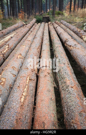 Registrati gli alberi della foresta. Bassa Slesia. La Polonia. Foto Stock