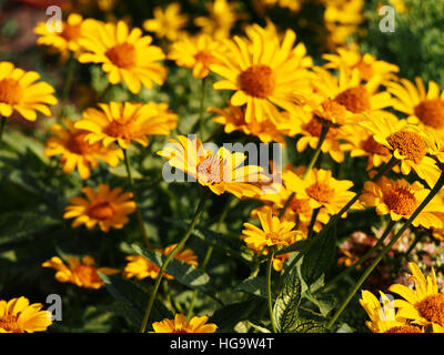 Falso il girasole, oxeye ruvida - Heliopsis helianthoides Foto Stock