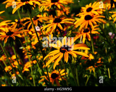 Rudbeckia fulgida 'Goldstrum' (arancione coneflower) in piena fioritura Foto Stock