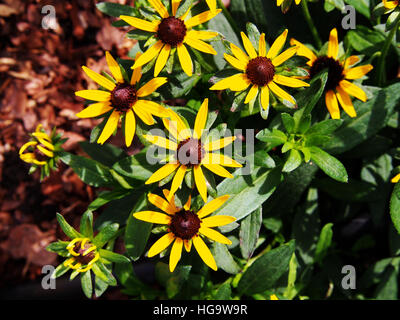 Rudbeckia fulgida 'Little Goldstar' (arancione coneflower) - bel giallo fiori estivi Foto Stock