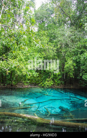 Piscina smeraldo (Sa) Morakot, Krabi Thailandia,Crystal clear blu e verde acqua a Emerald pool lake ,Natural forrest Thailandia Foto Stock