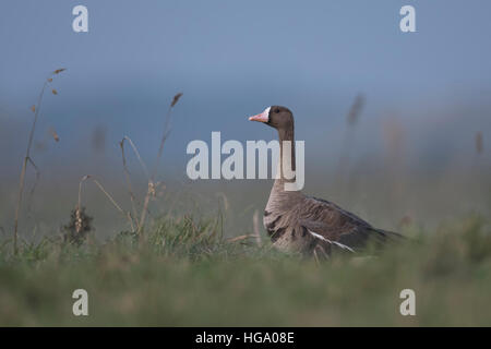 Bianco-fronteggiata Goose ( Anser albifrons ), seduta in erba di un prato, guardare per sicurezza, gru il suo collo e la testa. Foto Stock