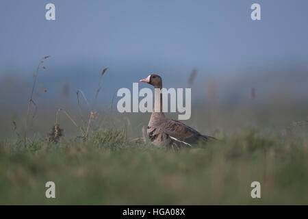 Bianco-fronteggiata Goose ( Anser albifrons ), seduta in erba di un prato, guardare per sicurezza, gru il suo collo e la testa. Foto Stock