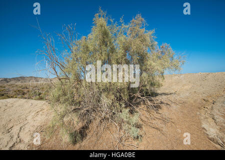 Boccola del deserto vegetazione sulle dune di sabbia in arido paesaggio remoto ambiente Foto Stock