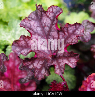 Heucherella 'può' - campane schiumoso Foto Stock